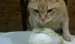 爱吃的小猫被爆料视频大全,视频大全大放送