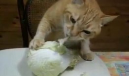 爱吃的小猫被爆料视频大全,视频大全大放送