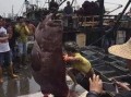 渔民觉醒最新爆料,揭秘海洋生态危机背后的惊人真相