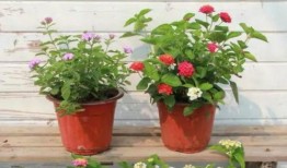 山大后卫爆料视频最新版