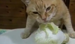 爱吃的小猫被爆料视频大全,视频大全大放送