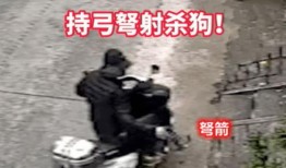 在线观看毒箭,揭秘暗流涌动的网络世界
