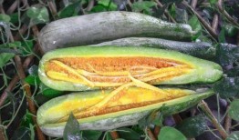 网红吃瓜网站有哪些,盘点热门平台与热门事件